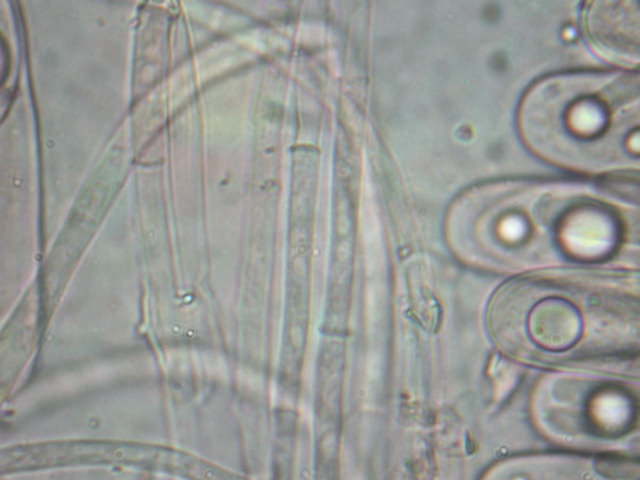 Geopora sumneriana ... in MICRO